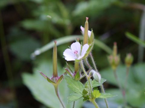 Geranium thunbergii