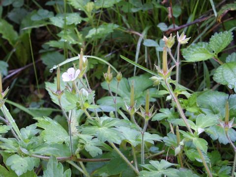 Geranium thunbergii