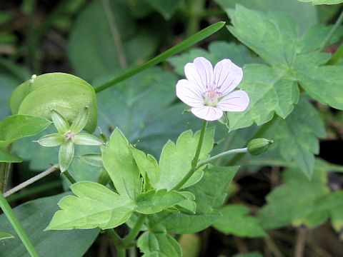 Geranium thunbergii