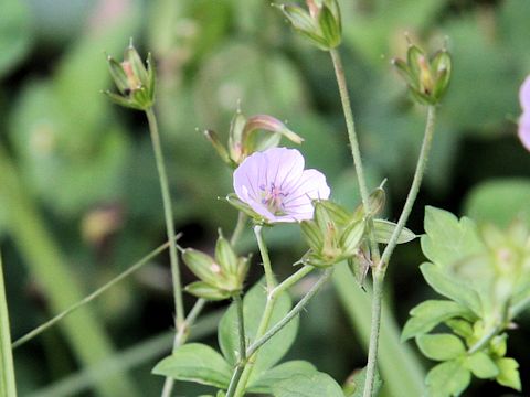 Geranium thunbergii