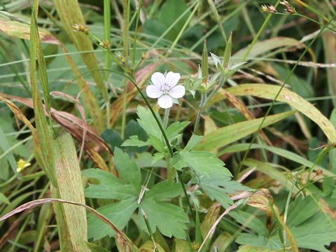 Geranium thunbergii