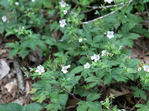 Geranium thunbergii