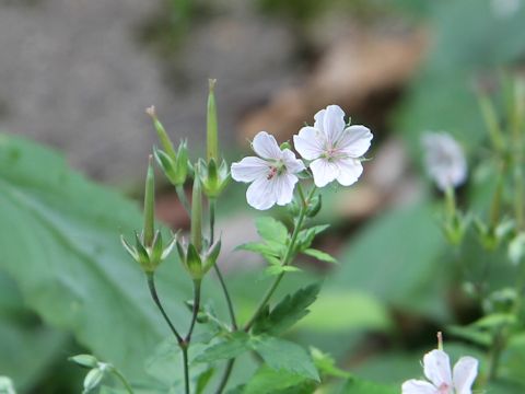 Geranium thunbergii