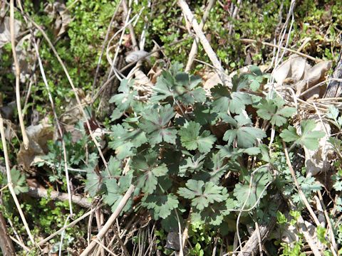 Geranium thunbergii