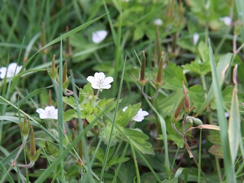 Geranium thunbergii