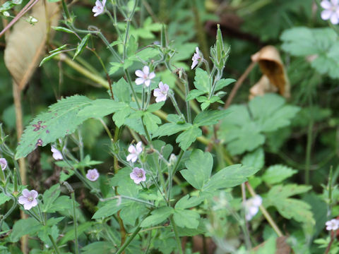 Geranium thunbergii