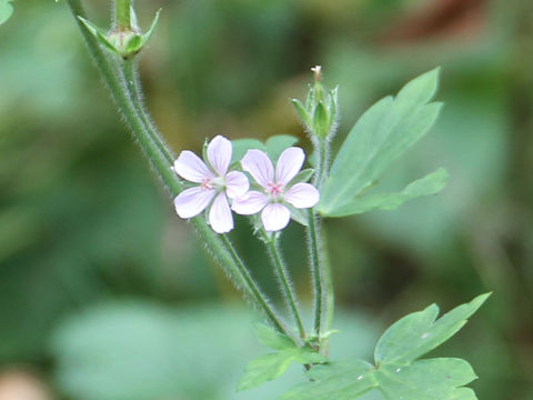 Geranium thunbergii