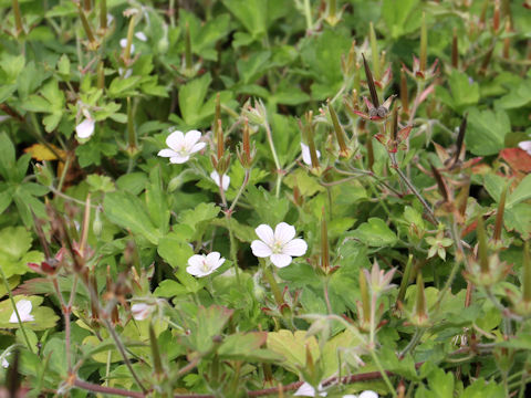 Geranium thunbergii