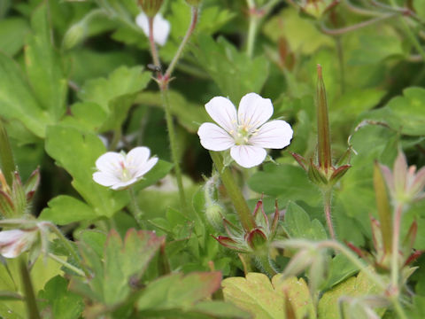 Geranium thunbergii