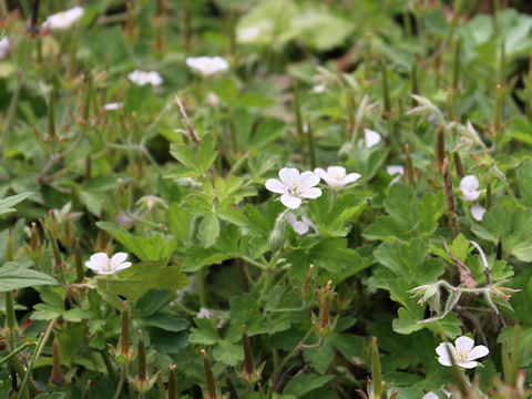 Geranium thunbergii