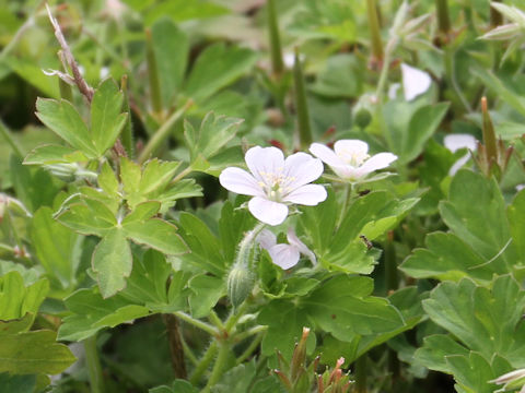 Geranium thunbergii