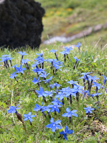 Gentiana verna