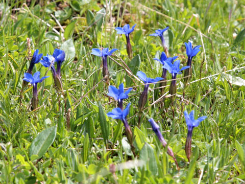 Gentiana verna