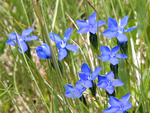 Gentiana verna