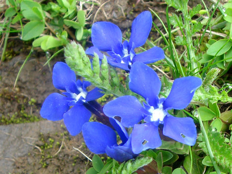 Gentiana verna