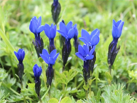 Gentiana verna