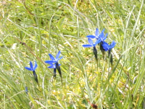 Gentiana verna