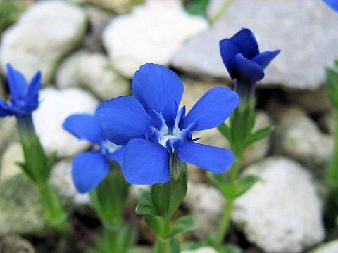 Gentiana verna