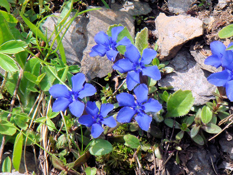 Gentiana verna