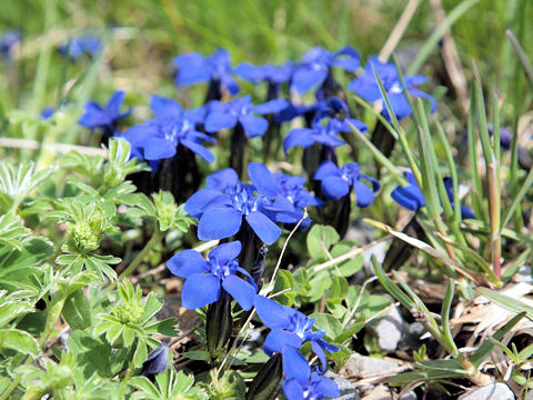 Gentiana verna