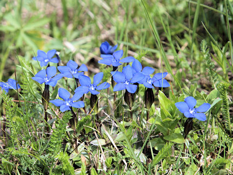 Gentiana verna