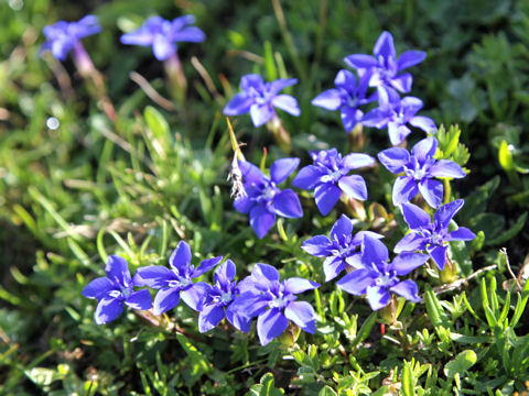 Gentiana verna