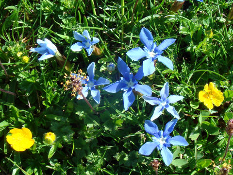 Gentiana verna