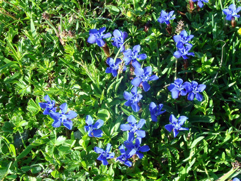 Gentiana verna