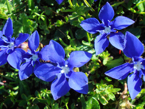 Gentiana verna