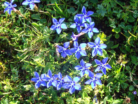 Gentiana verna