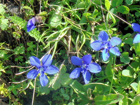 Gentiana verna