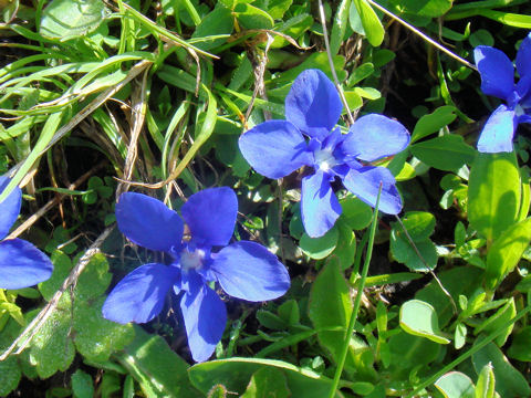 Gentiana verna