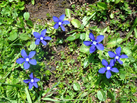 Gentiana verna