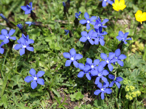 Gentiana verna