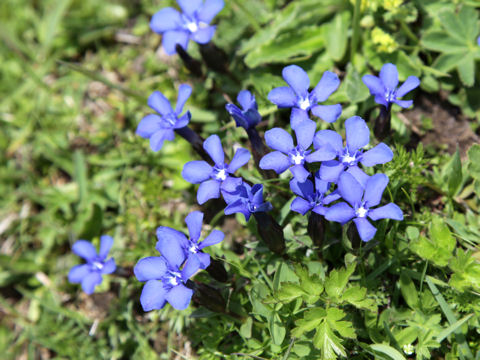 Gentiana verna