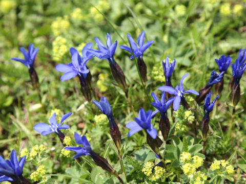 Gentiana verna