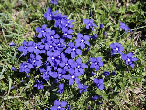 Gentiana verna