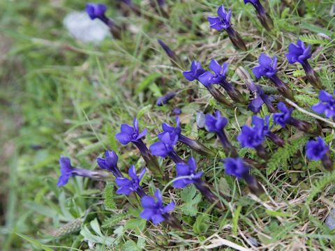 Gentiana verna