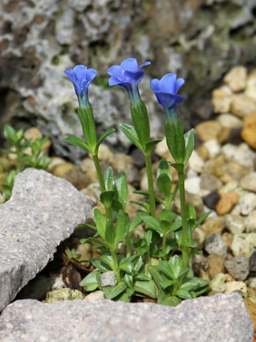 Gentiana verna