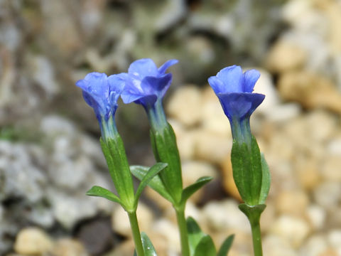 Gentiana verna