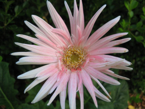 Gerbera jamesonii