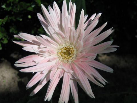 Gerbera jamesonii