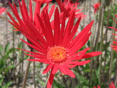 Gerbera jamesonii