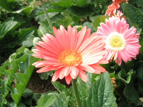 Gerbera jamesonii