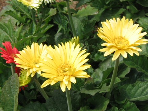 Gerbera jamesonii