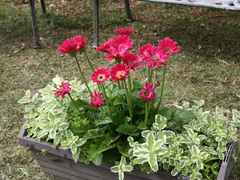 Gerbera jamesonii