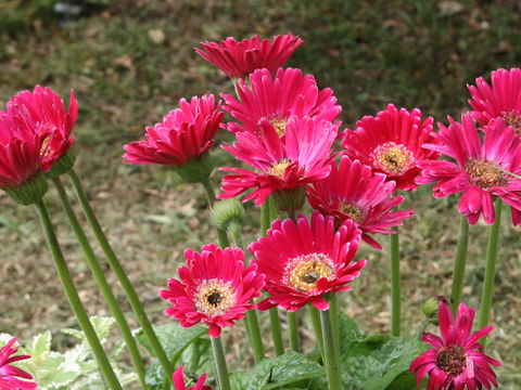 Gerbera jamesonii