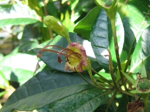 Gesneria pedunculosa