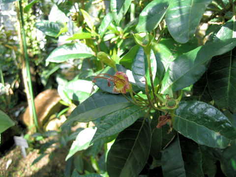 Gesneria pedunculosa