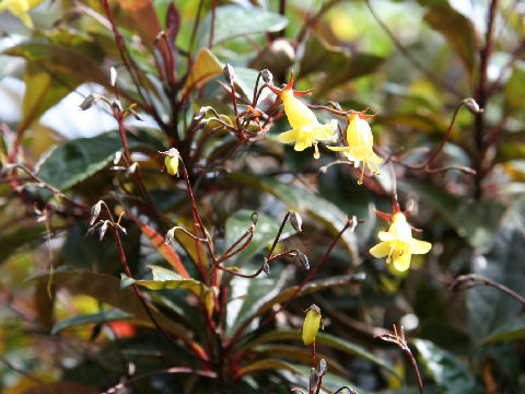 Gesneria 'Yellow Bird'